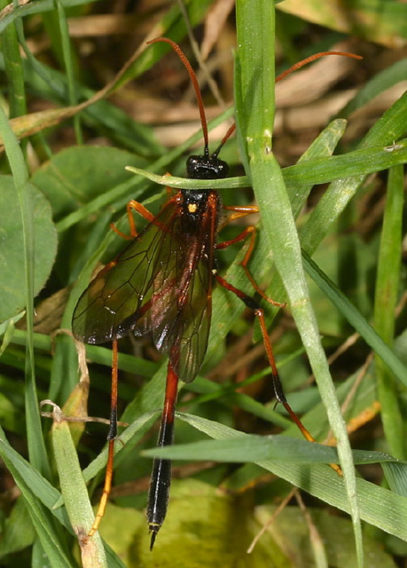 Banchus sp.? Ichneumonidae